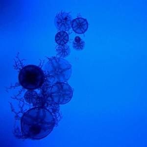 Meet your Posher, Angeline